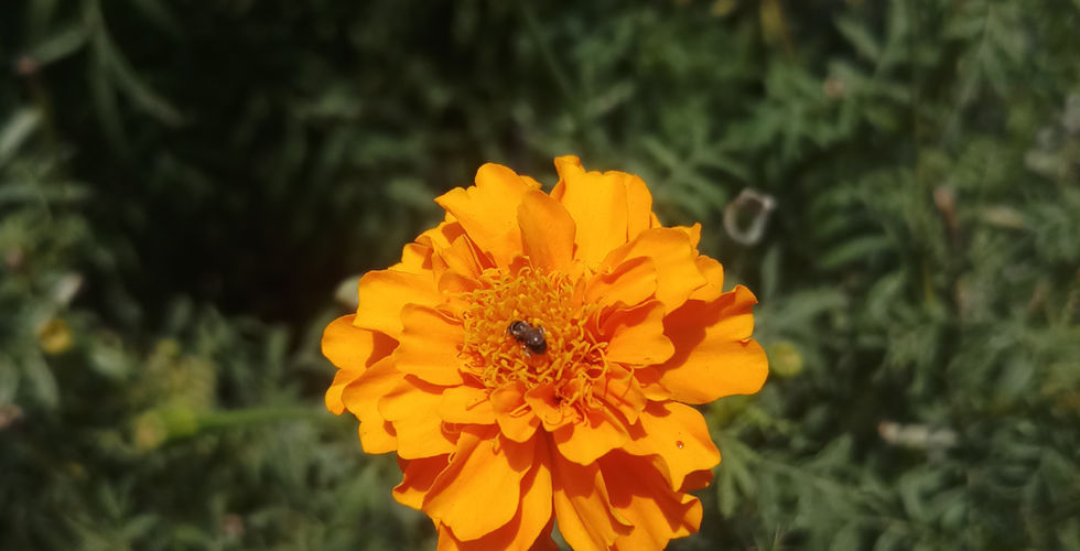 Finding inspiration for artists: Nature