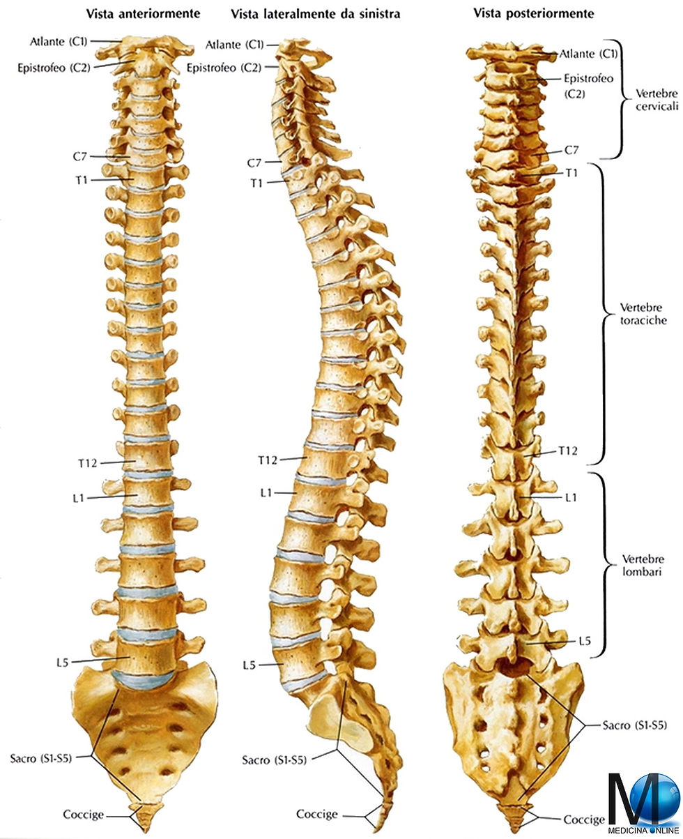 colonna