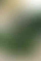 English Castle - Sudeley Castle by VentureVerse