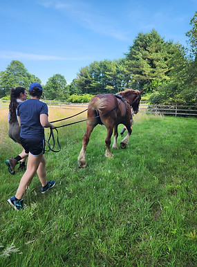 A volunteer and a Horse Buddy Program participant lead a horse on a long line