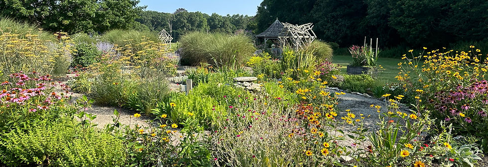 A view of the Sensory Garden. There is a stone dust path in front of flowers of many colors, mostly yellow, and the pavilion.