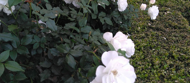 La cuarentena del 2020 - 13