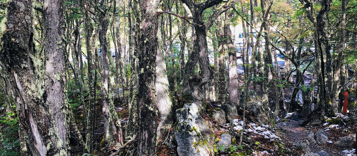 La cuarentena del 2020 - 18