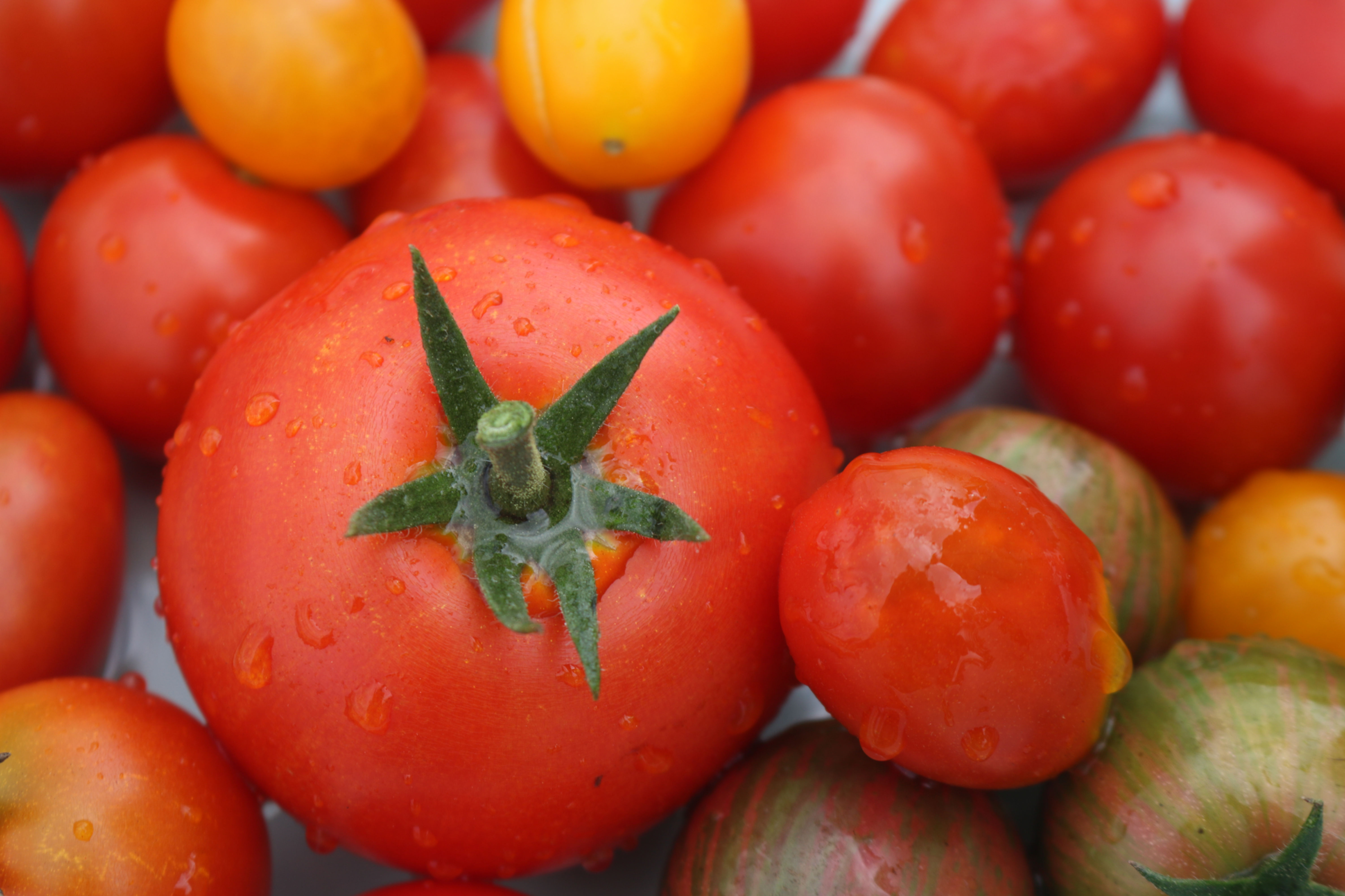 Tomatoes