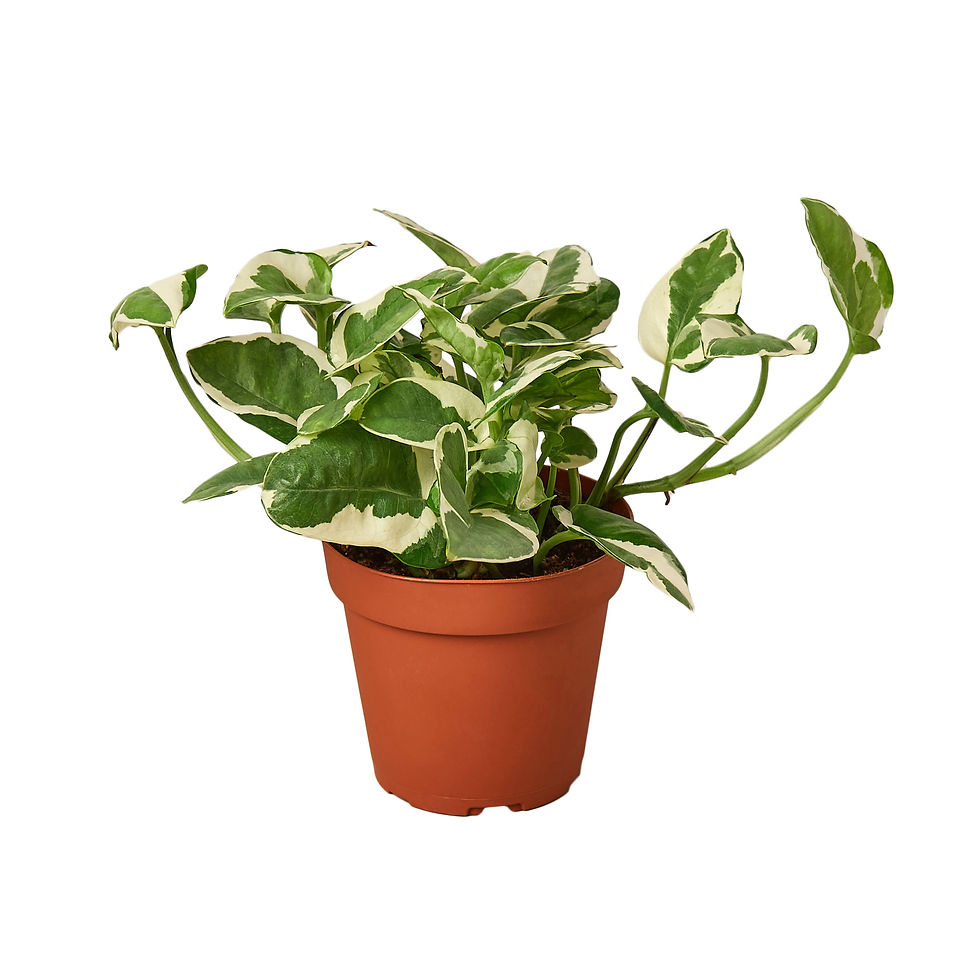 Thumbnail: Pothos - N'Joy