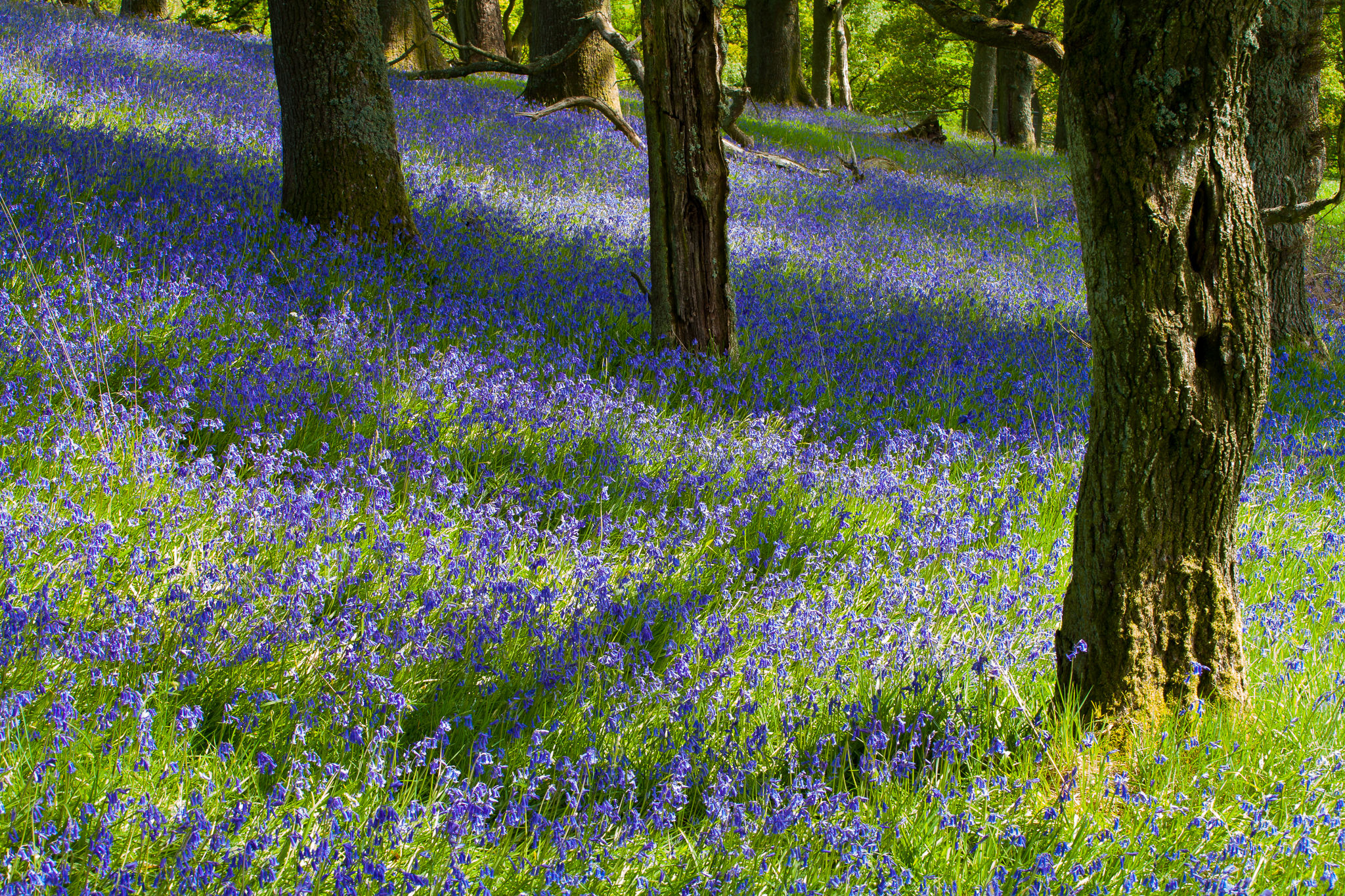 Fine art print - Balfron Bluebells