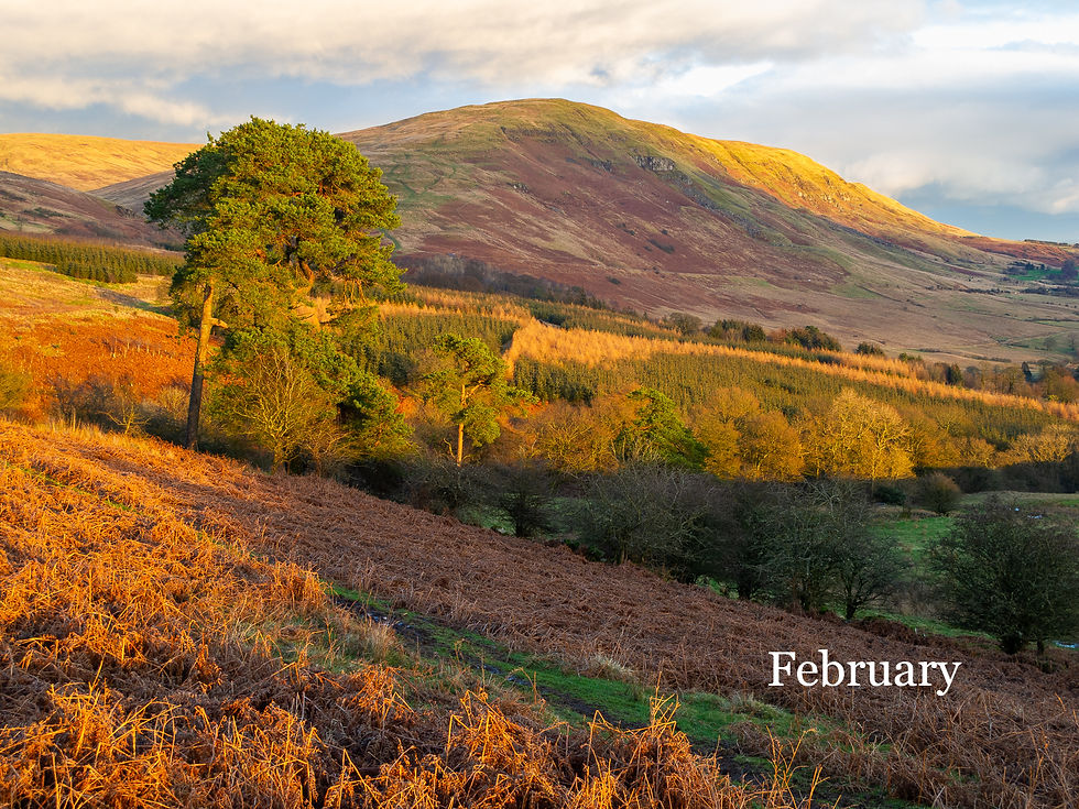 Thumbnail: Campsie Light 2026 Calendar