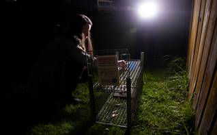 'It's horrible ... These cats don't deserve this' - On the prowl with Auckland's cat vigilantes