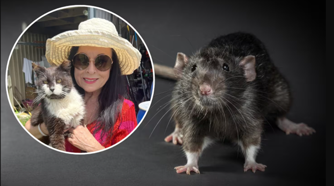 Auckland rat problem: Ponsonby residents report surge in rats, TV star says cats are the answer