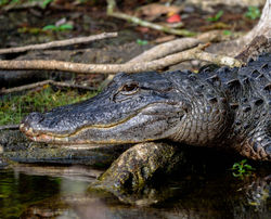 Everglades Alligator 1 - 2018