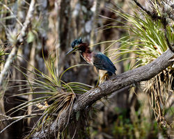 Green Heron 1 - 2018