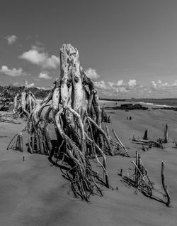 Driftwood on Big Talbot 2 - 2018 Sample.