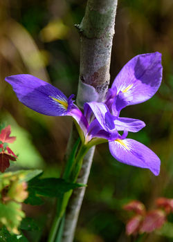 Dixie Iris 4 - 2019