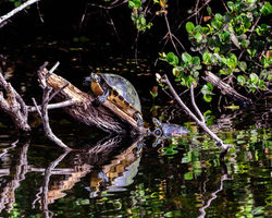 Turtles in the Sun - 2018