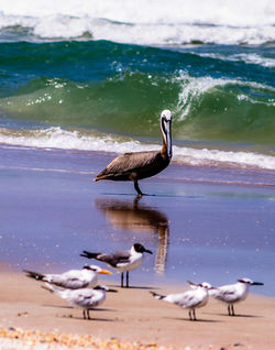 Pelican in the Surf - 2016
