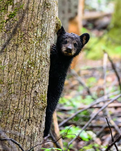 Black Bear Cub 1