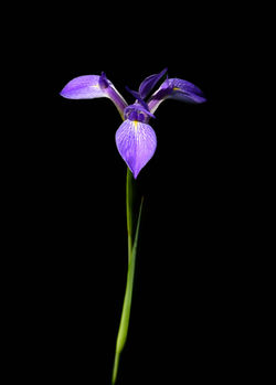 Dixie Iris 1 - 2019