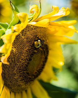 Sunflower 1 - 2018