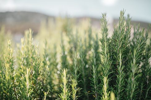 rosemary.jpg