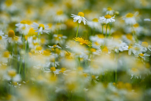 shutterstock_2520625629.jpg