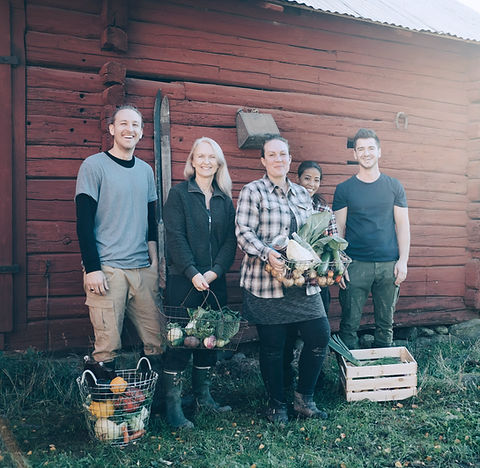 Farmers Havrvesting Organic Vegetables