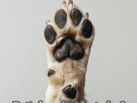 Saúde das Patas de Cães e Gatos