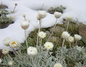 Silver snow daisies, Kosciuszko National Park.  Photo: Doug Chatten