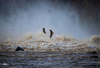 Eagles in the Mist