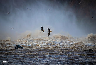 Eagles in the Mist