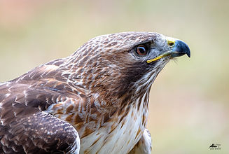 Red-Tailed Hawk In The Rain