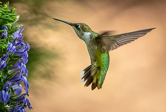 ruby-throated hummingbird