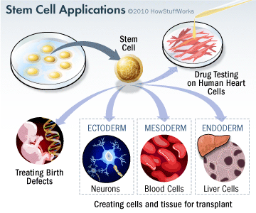 Stem Cell treatmet process.