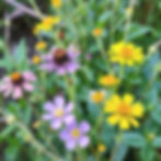 California Native Plants in Bloom_.jpg