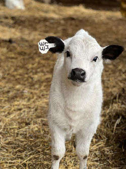 calf.jpeg
