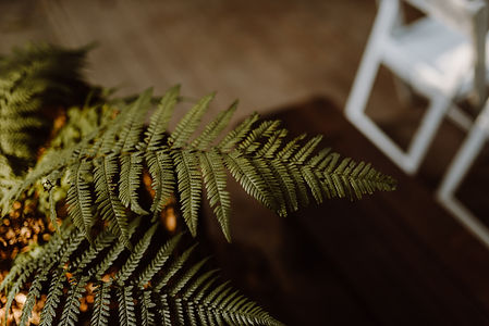 Aimee & Daniel - Amphitheatre Fern - Michael Dadula Photography.JPG