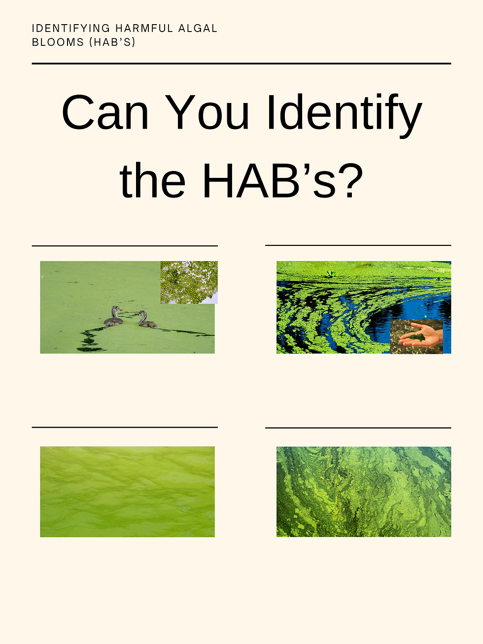 Can you guess which picture or pictures show likely harmful algal blooms? See below for the amswers.
