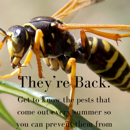They’re Back.
