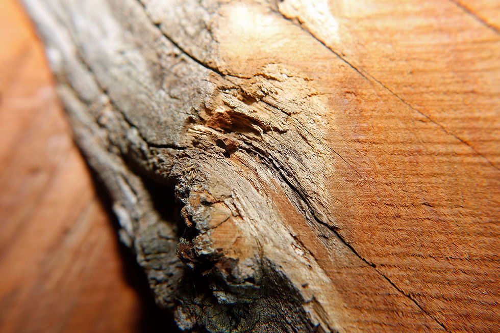 Holzeplotz
