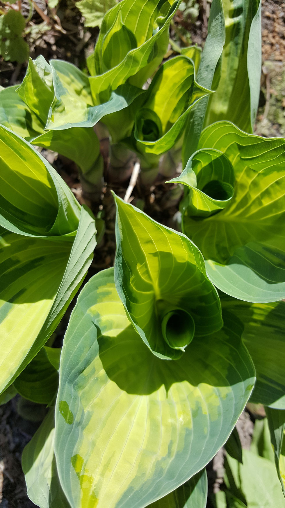 Hosta 'June'