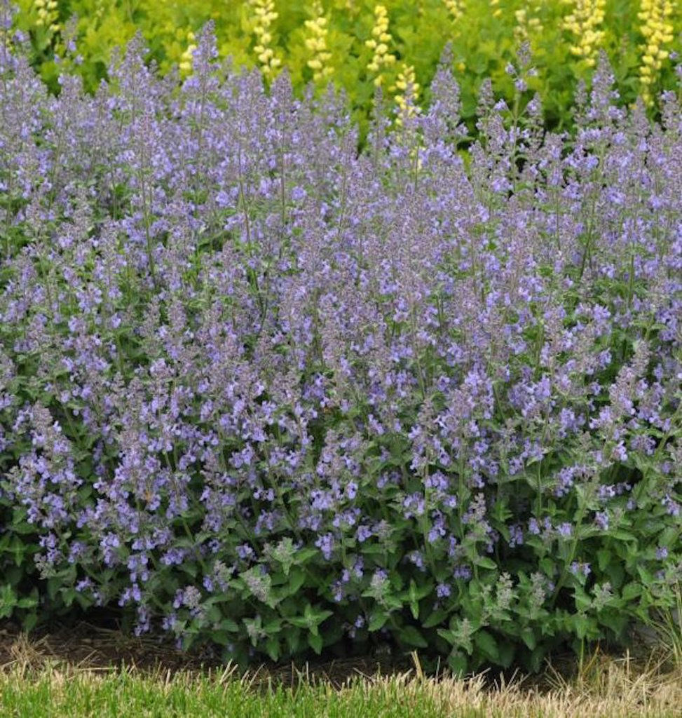 Nepeta 'Junior Walker'