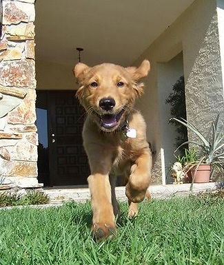 Lucky Me Doggie Daycare, ocala, boarding, kennel, grooming, pets, dogs