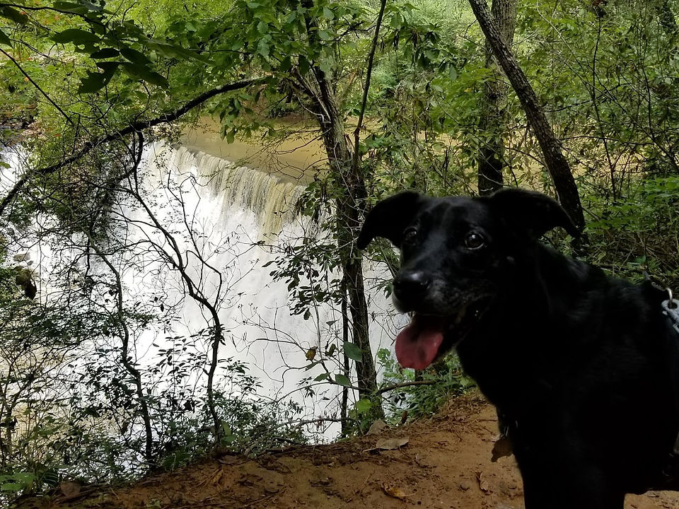 Onyx loves to hike