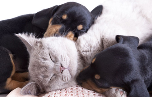 Puppy and Kitten.jpg