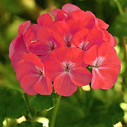 pelargonium_zonale.jpg