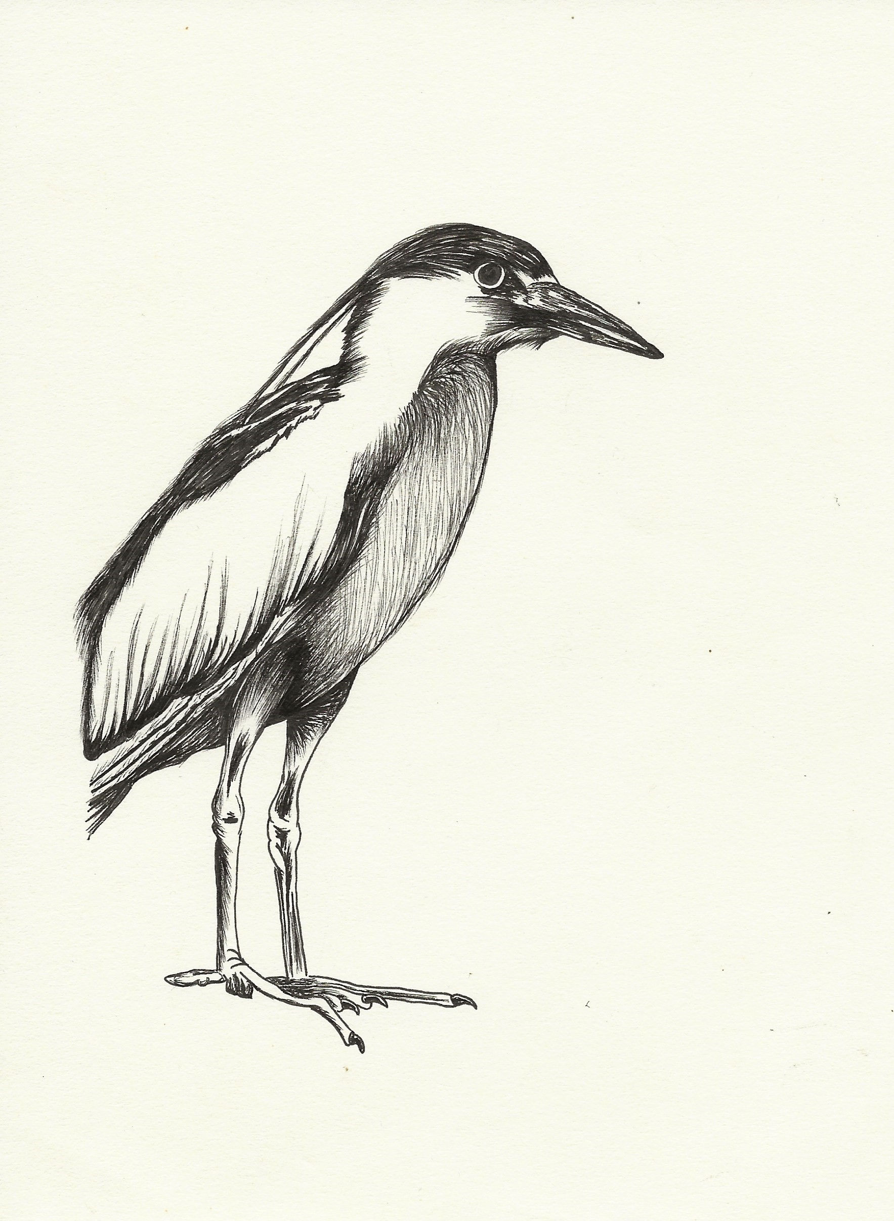 "BLACK-CROWNED NIGHT-HERON"