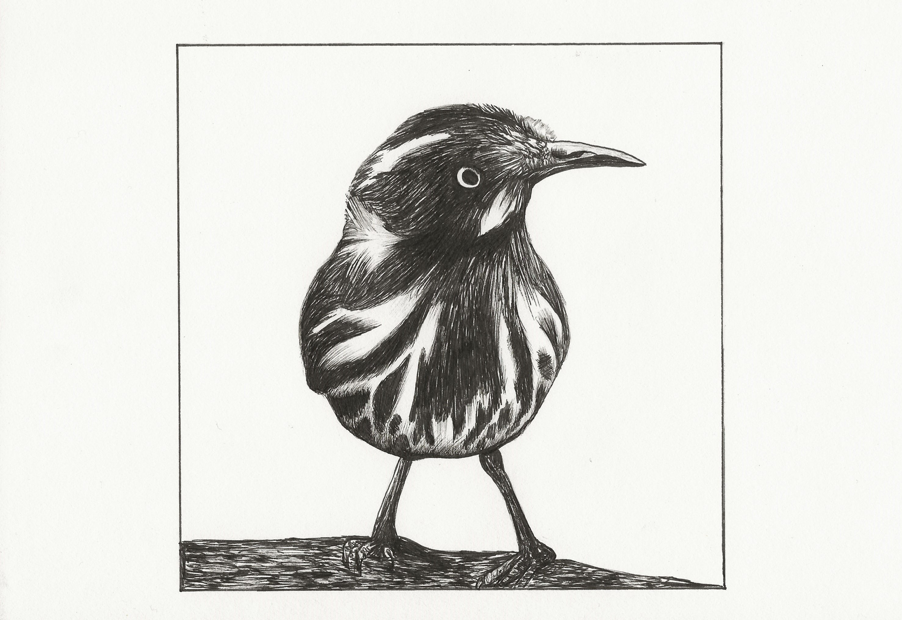 "INK BIRD ALPHA"