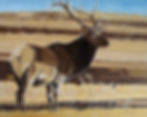 Plains Nobility SOLD