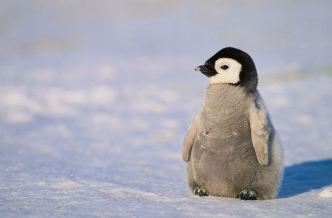 Baby penguin