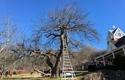 Ornamental Pruning