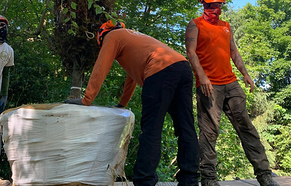 Large Tree Planting